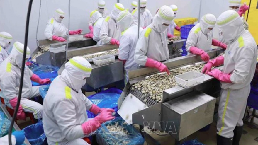 Vietnam’s mollusk exports on the rise: VASEP